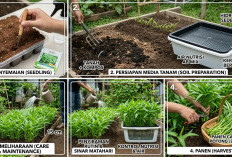 Praktis dan Cepat Panen: Panduan Lengkap Cara Menanam Kangkung di Polybag atau Ember Bekas untuk Pemula