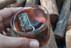 Akar Bajakah Tanaman Khas Kalimantan dengan Potensi Medis Tinggi