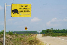 Pertamina EP Zona 4 Jaga Jalur Pulang Gajah Sumatera di Musi Rawas dengan Cara Ini