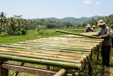 Biar Awet Puluhan Tahun Tanpa Dimakan Bubuk, Begini Cara Benar Mengawetkan Batang Bambu