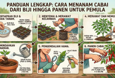 Panduan Lengkap Cara Menanam Cabai dari Biji hingga Panen: Solusi Cerdas Hemat Pengeluaran Dapur untuk Pemula