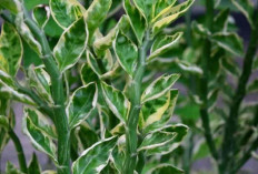 7 Tanaman Gantung Paling Hits yang Bikin Tamu Tak Henti-Hentinya Terkagum