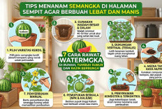 Trik Hemat Tempat! Cara Menanam Semangka Vertikal di Rumah Supaya Buahnya Besar dan Nggak Gampang Busuk
