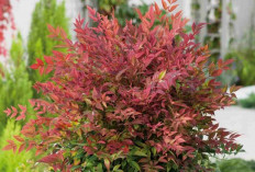 Ingin Taman Depan Tampak Mewah? Bambu Jepang Bisa Jadi Solusinya