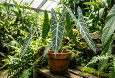 Bentuknya Unik Mirip Telinga Hewan! Ini Pesona Keladi Kuping Kelinci, Tanaman Hias Daun Paling Dicari