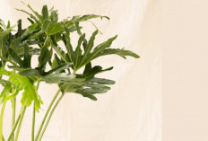 Tanaman Hias Hits! Philodendron Selloum Bikin Rumah Makin Instagramable