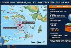 Gempa Magnitudo 3,8 Guncang Tanimbar Pagi Ini, BMKG Pastikan Tak Berpotensi Tsunami