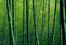 6 Tanaman Hias yang Dipercaya Membawa Kemakmuran, Nomor 5 Paling Banyak Dicari!