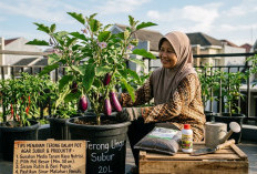 Hemat dan Bebas Pestisida! Ini Cara Mudah Menanam Terong dalam Pot Agar Berbuah Lebat di Halaman Rumah