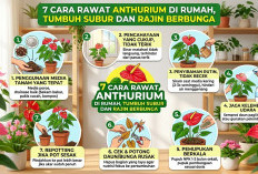 Daun Cuma Lebat Tapi Gagal Mekar? Ini 7 Rahasia Merawat Anthurium Agar Rajin Berbunga dan Bikin Asri Rumah