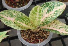 Rahasia Interior Cantik: Aglaonema Widuri Putih, Elegan dan Sehatkan Ruangan!