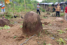 Ditemukan di Tengah Kebun Singkong! Megalitik Langka Berusia Ribuan Tahun Muncul di Merapi Selatan Lahat