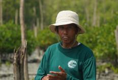 Kisah Masyarakat Pasir Sakti: Dulu Terkikis Abrasi, Kini Tumbuh Mangrove yang Menghidupi