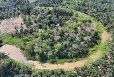 Kucurkan Dana Rp2,66 Miliar! Tebat Danau Karet Lahat Siap Disulap Jadi Pusat Ikan Air Tawar Raksasa