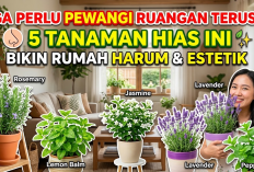 Rumah Auto Wangi dan Makin Cantik! 5 Tanaman Hias Pengharum Ruangan yang Bikin Suasana Jadi Lebih Fresh