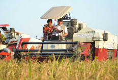 Sumsel Peringkat 3 Nasional Produksi Beras! Herman Deru Puji Sinergi TNI-Polri dan Petani