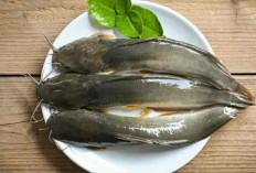 Bukan Cuma Enak Digoreng, Ikan Lele Ternyata Punya Banyak Manfaat