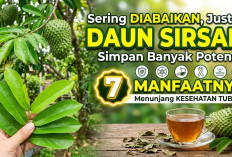 Sering Diabaikan, Justru Daun Sirsak Simpan Banyak Potensi! Ini 7 Manfaatnya untuk Menunjang Kesehatan Tubuh