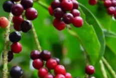 Buah Salam: Si Kecil Penuh Keajaiban yang Bikin Tubuh Selalu Fit!