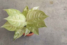 Dari Dekorasi Rumah hingga Kantor, Aglaonema Claudia Tetap Jadi Favorit 