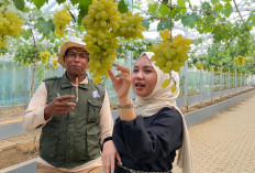 Pesona Kebun Anggur di Palembang: Wisata Edukasi Baru yang Wajib Dikunjungi