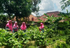 Cerdas! Ibu-Ibu Patih Galung Bisa Hemat Belanja Rp500 Ribu Sebulan Berkat Kebun Organik Sendiri