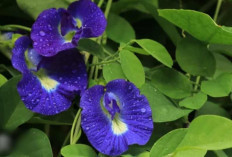 Cuma Tanaman Pagar? Bunga Telang Ini Ternyata Punya Khasiat Luar Biasa!