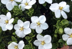 Sulit Terlelap di Malam Hari? Tanaman Ini Bisa Jadi Solusinya