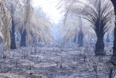 Tinjau Langsung Lahan Gambut Terbakar, Wamen LH dan Gubernur Herman Deru Perkuat Kolaborasi Tangani Karhutla