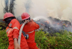 Karhutla Masuk Status Darurat, MUI Desak Pemerintah dan Aparat Bertindak Tegas