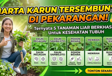 Harta Karun Tersembunyi di Pekarangan! Ternyata 5 Tanaman Liar yang Berkhasiat untuk Kesehatan Tubuh