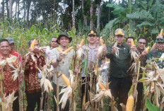 Kompak Dukung Swasembada Pangan 2026, Pemkab, Polres dan Kodim 0401 Muba Panen Jagung Bersama