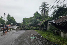 Mencekam! Pohon Kolangkaling 15 Meter Roboh Timpa Kabel Listrik Saat Warga Tertidur Pulas