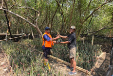 Wow! TPS Siapkan 15.000 Bibit Mangrove, Serap Ribuan Ton Karbon dan Selamatkan Pesisir Surabaya