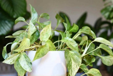 Dekorasi Rumah Jadi Instagramable! Tanaman Hias Ini Bikin Semua Sudut Hidup