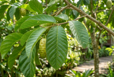 7 Manfaat Luar Biasa Daun Jambu Biji untuk Kesehatan, Obat Alami yang Mudah Ditemukan