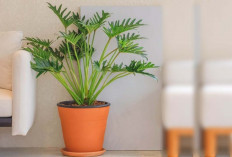 Ingin Rumah Terasa Lebih Segar? Philodendron Xanadu Bisa Jadi Jawabannya