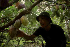 Dari Potensi Lokal ke Prestasi Nasional, Desa BRILiaN Sausu Tambu Perkuat Ekonomi Pesisir