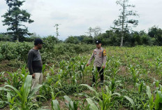 Dukung Ketahanan Pangan Nasional, Bhabinkamtibmas Polres Lahat Kawal Sukses Panen Jagung di Kikim Timur