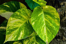 Jangan Anggap Sepele! 5 Tanaman Hias Ini Bisa Tarik Keberuntungan ke Rumahmu