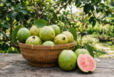 Kaya Vitamin C 2 Kali Lipat dari Jeruk, Simak Sederet Khasiat Luar Biasa Buah & Daun Jambu Biji