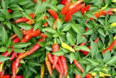 Rahasia Petani Bikin Cabai Cepat Berbuah Lebat, Ternyata Ini Kuncinya!