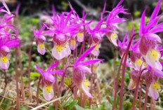 Beda dari Anggrek Biasa, 6 Jenis Anggrek Tanah Ini Cantik dan Mudah Dirawat