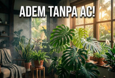 Tagihan Listrik Membengkak Akibat AC Menyala Terus? Ini 5 Tanaman Hias Alami Penurun Suhu Ruangan
