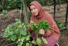 Modal Lahan Belakang Rumah, Sosok Wanita di Lahat Ini Sukses Panen Sayur Organik Melimpah!