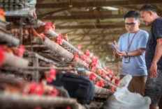 Indeks Bisnis UMKM Tembus 102,1, BRI Ungkap Kondisi Usaha hingga Q3 2026