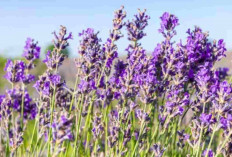 Ingin Rumah Lebih Beruntung? Ini 6 Tanaman Hias yang Wajib Dicoba