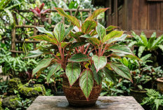 Dikenal Mirip Nyala Api, Ini Pesona Aglaonema Siam Aurora yang Bikin Sudut Ruangan Makin Eksotis