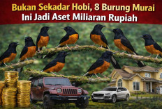 Bukan Sekadar Hobi, 8 Burung Murai Ini Jadi Aset Miliaran Rupiah, Nomor 1 Pecahkan Rekor MURI