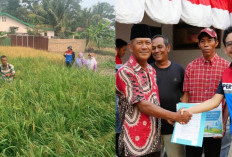 Petani Sungai Rebo Makin Cuan! Program Mina Padi Kilang Plaju Bikin Panen Naik Jadi 7 Ton